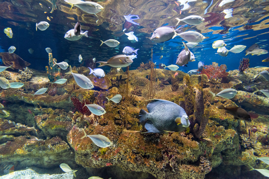 NC Aquarium at Fort Fisher