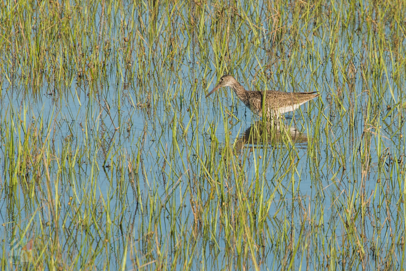 A view from the Marsh Walk in Southport, NC