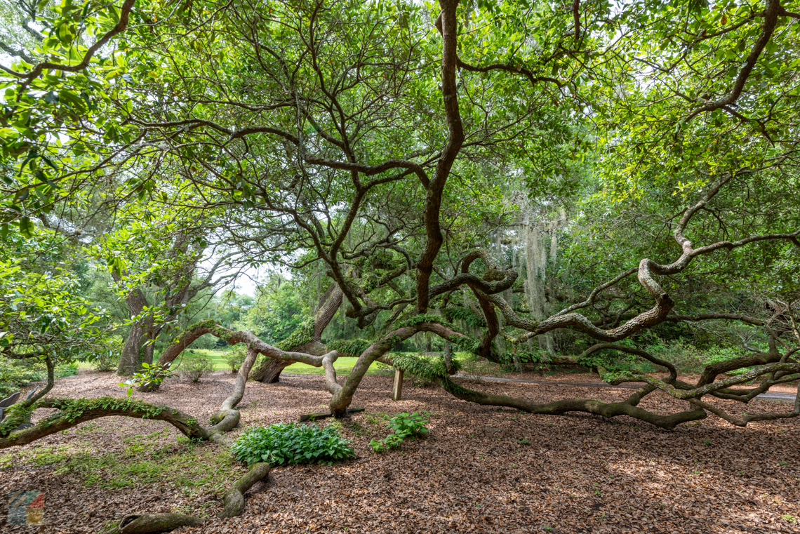 Airlie Gardens Wilmington, NC