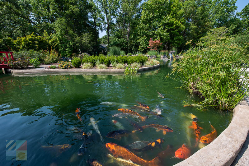New Hanover County Arboretum Koi Pond