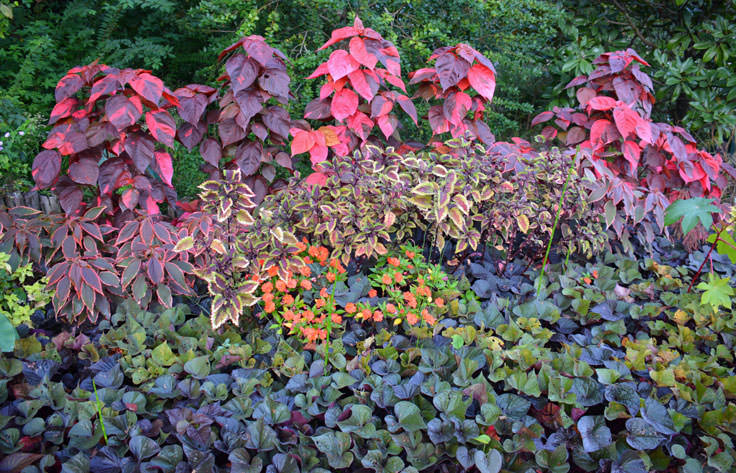 New Hanover County Arboretum is colorful year-round