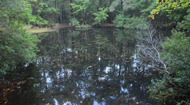 Herbert Bluethenthal Memorial Wildflower Preserve